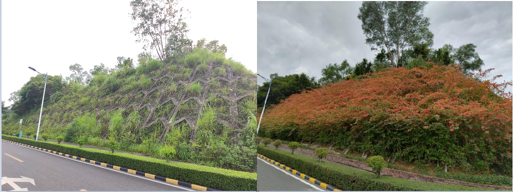 边坡种植前后效果图.jpg